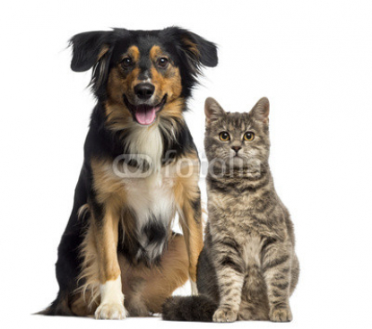Cat_and_dog_sitting_together.jpg